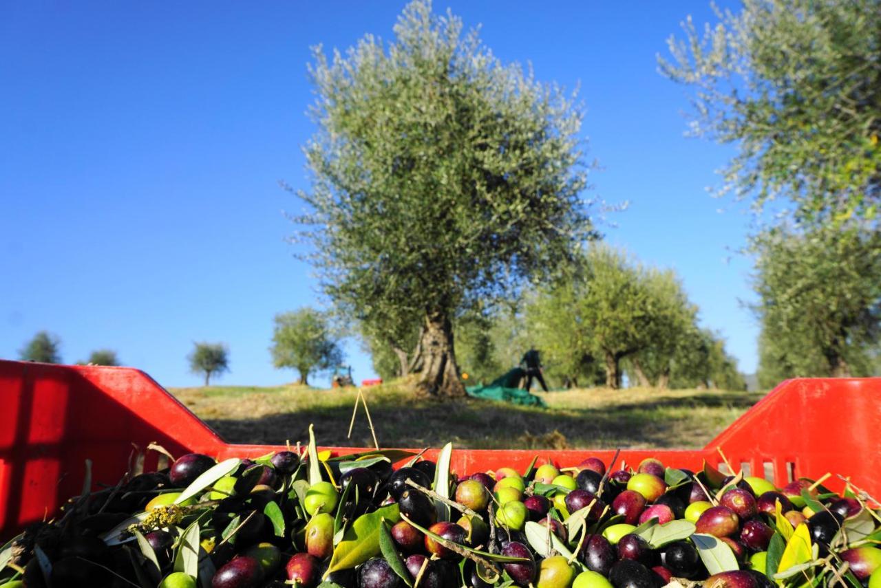 Fattoria Lornano Winery Villa Monteriggioni Exterior photo